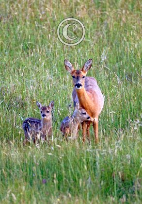 Roe Deer Doe With Fawns DM1121